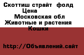 Скоттиш страйт, фолд › Цена ­ 3 000 - Московская обл. Животные и растения » Кошки   